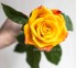 Роза классическая Marie Claire